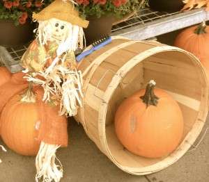 Halloween Must Have: Keeping your Pets Safe on Halloween