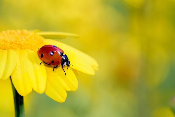 Ladybug